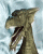 /album/dinosauri/dinosauri-001-gif/